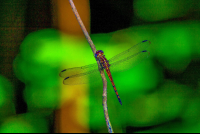 Dragonfly Cabo Blanco  Edit
 - Costa Rica