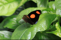 selvetura halloween butterfly 
 - Costa Rica