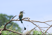 Motmot Singing On A Branch
 - Costa Rica