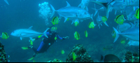 Diving Catalina Islands
 - Costa Rica