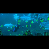 diving catalina islands 
 - Costa Rica