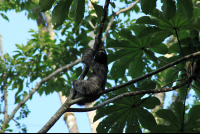 kekoldi reserve three toed sloth 
 - Costa Rica