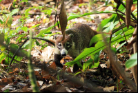 carara national park coati 
 - Costa Rica