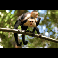 white face monkeys on branch tortuguero
 - Costa Rica