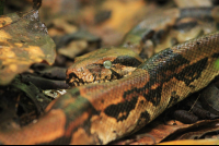 carara national park boa constrictor 
 - Costa Rica