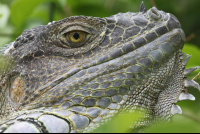 iguana profile close up tempisque river 
 - Costa Rica