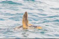 Turtle Front Leg Up While Mating From The Marlin Del Ray Catamaran
 - Costa Rica