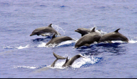 dolphins jumping 
 - Costa Rica