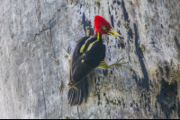 Woodpecker Looking Down Cabo Blanco Reserve
 - Costa Rica