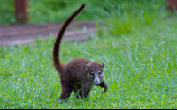 Juvenile Coati Papagayo
 - Costa Rica