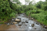 bamboo forest moutain bike tour stream 
 - Costa Rica