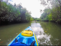 Deeper Into Platanares Mangroves In Puerto Jimenez
 - Costa Rica