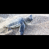 turtle season in tortuguero sand dune 
 - Costa Rica