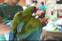 great green macaw
 - Costa Rica