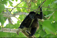 cahuita national park attraction page howler 
 - Costa Rica