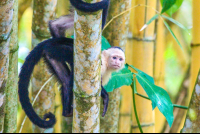 white face behind tree 
 - Costa Rica