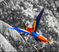 Scarlet Macaw Flying During Sup Lesson Pan Dulce
 - Costa Rica