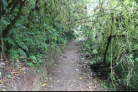 skywalk on trail 
 - Costa Rica