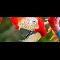 scarlet macaw ara macao
 - Costa Rica