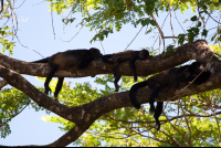 howler monkey nosara reserve 
 - Costa Rica