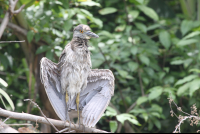 yellow night heron spreadwings 
 - Costa Rica