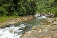 bamboo forest moutain bike tour upstream 
 - Costa Rica