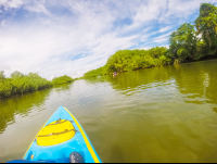 Rowing Further Into Platanares Mangroves In Puerto Jimenez
 - Costa Rica