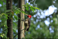 carara national park wood pecker 
 - Costa Rica