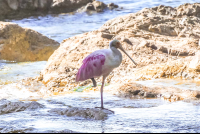 Two Birds At Lajas River Mouth
 - Costa Rica