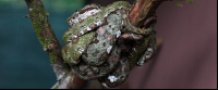 Serpentarium Eyelash Palm Pit Viper
 - Costa Rica