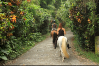 jungle beach horseback tour dirt road 
 - Costa Rica