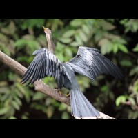 cano negro anhinga 
 - Costa Rica