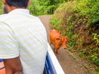 Cow On The Road
 - Costa Rica