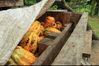 caribeans cacao fruit 
 - Costa Rica