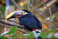 Chesnut Mandible Toucan La Paz
 - Costa Rica