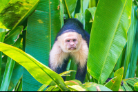 Whiteface Monkey Stairing At The Boat
 - Costa Rica