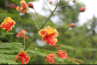 orange red flowers nosara wildlife reserve 
 - Costa Rica