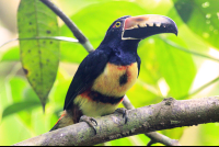 pachira lodge collared aracari 
 - Costa Rica