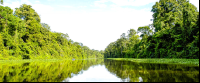 Forest Reflections On Tortuguero Canal
 - Costa Rica