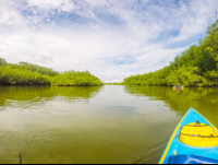 At Receding Tide Platanares Mangroves In Puerto Jimenez
 - Costa Rica