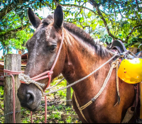 Horse Face Close Up Horseback Riding Rappelling Rancho Tropical Matapalo Costa Rica
 - Costa Rica