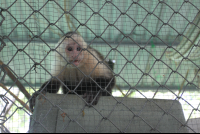 excited white face monkey 
 - Costa Rica