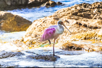 Two Birds At Lajas River Mouth
 - Costa Rica