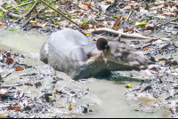 tapir sirena ranger station corcovado national park 
 - Costa Rica