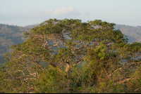 nosara biological reserve tree 
 - Costa Rica