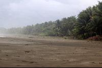 esterillos palms 
 - Costa Rica