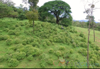 Man Ziplining From Tree Platform
 - Costa Rica