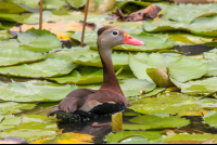 Black Bellied Whistling Duck Lagoon Curu
 - Costa Rica