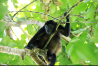 cahuita destination howler 
 - Costa Rica