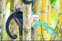 white face behind tree 
 - Costa Rica